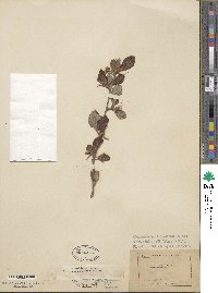 Cercocarpus montanus var. glaber image