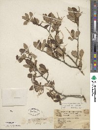 Cercocarpus montanus var. glaber image