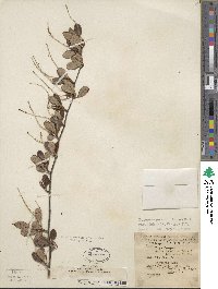 Cercocarpus montanus image