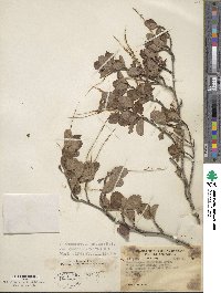 Cercocarpus montanus var. glaber image