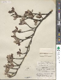 Cercocarpus montanus var. glaber image