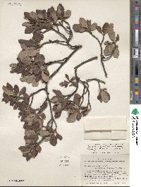 Cercocarpus montanus var. glaber image