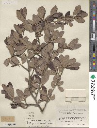 Cercocarpus montanus image