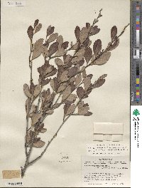 Cercocarpus montanus var. glaber image