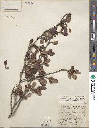 Cercocarpus montanus var. glaber image