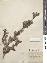 Cercocarpus montanus var. glaber image