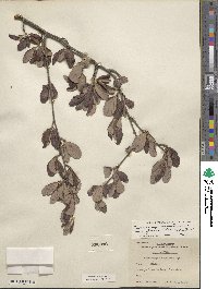 Cercocarpus montanus var. glaber image