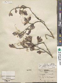 Cercocarpus montanus var. glaber image