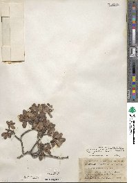 Cercocarpus montanus var. glaber image