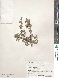 Cercocarpus montanus var. paucidentatus image