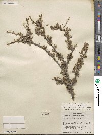 Cercocarpus montanus var. paucidentatus image