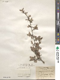 Cercocarpus montanus var. paucidentatus image