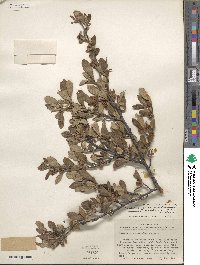 Cercocarpus montanus var. paucidentatus image