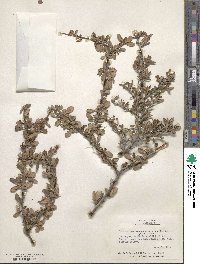 Cercocarpus montanus image