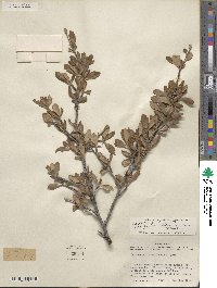 Cercocarpus montanus var. paucidentatus image