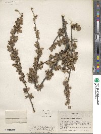 Cercocarpus montanus var. paucidentatus image