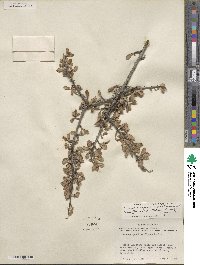 Cercocarpus montanus var. paucidentatus image