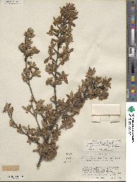 Cercocarpus montanus var. paucidentatus image