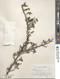 Cercocarpus montanus var. paucidentatus image