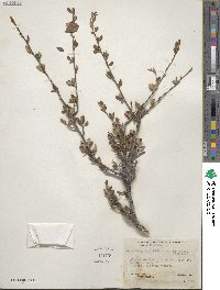 Cercocarpus montanus var. paucidentatus image