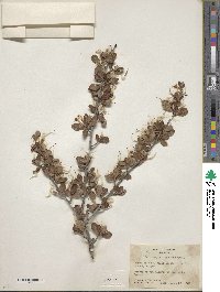 Cercocarpus montanus image