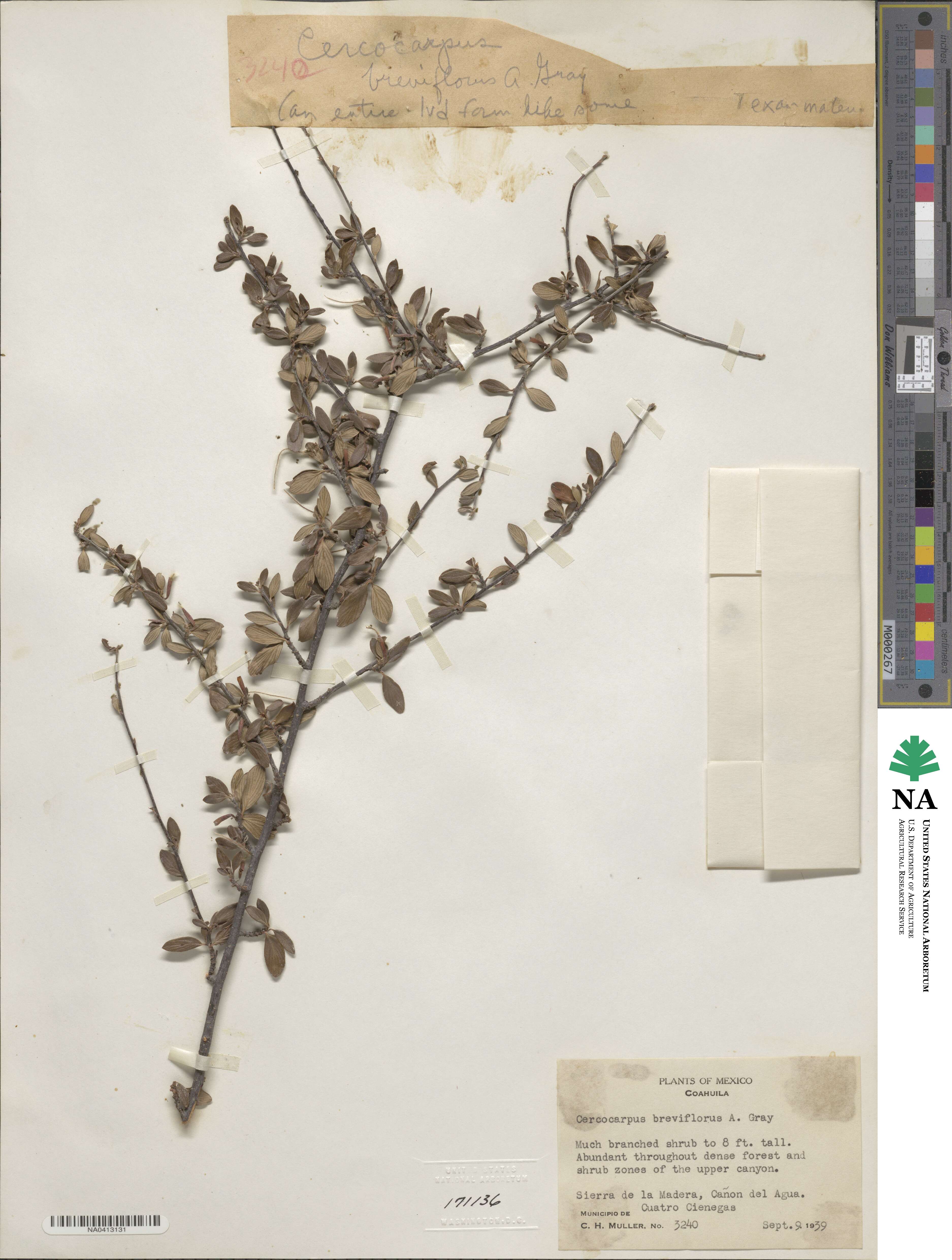 Cercocarpus montanus var. paucidentatus image