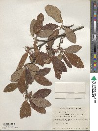 Cercocarpus macrophyllus image