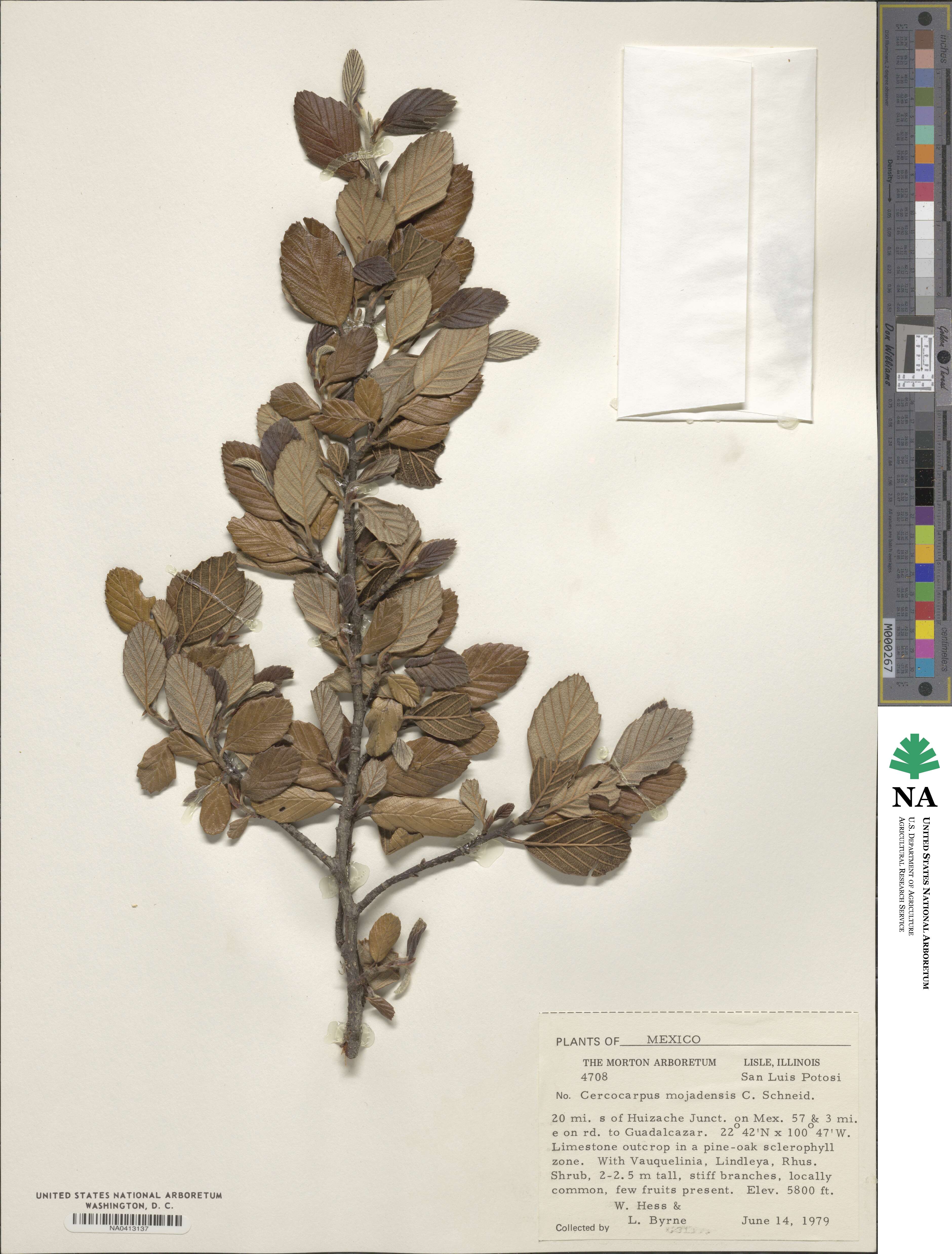 Cercocarpus mojadensis image