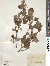 Cercocarpus montanus image