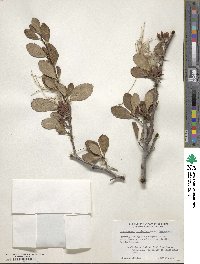 Cercocarpus montanus var. glaber image