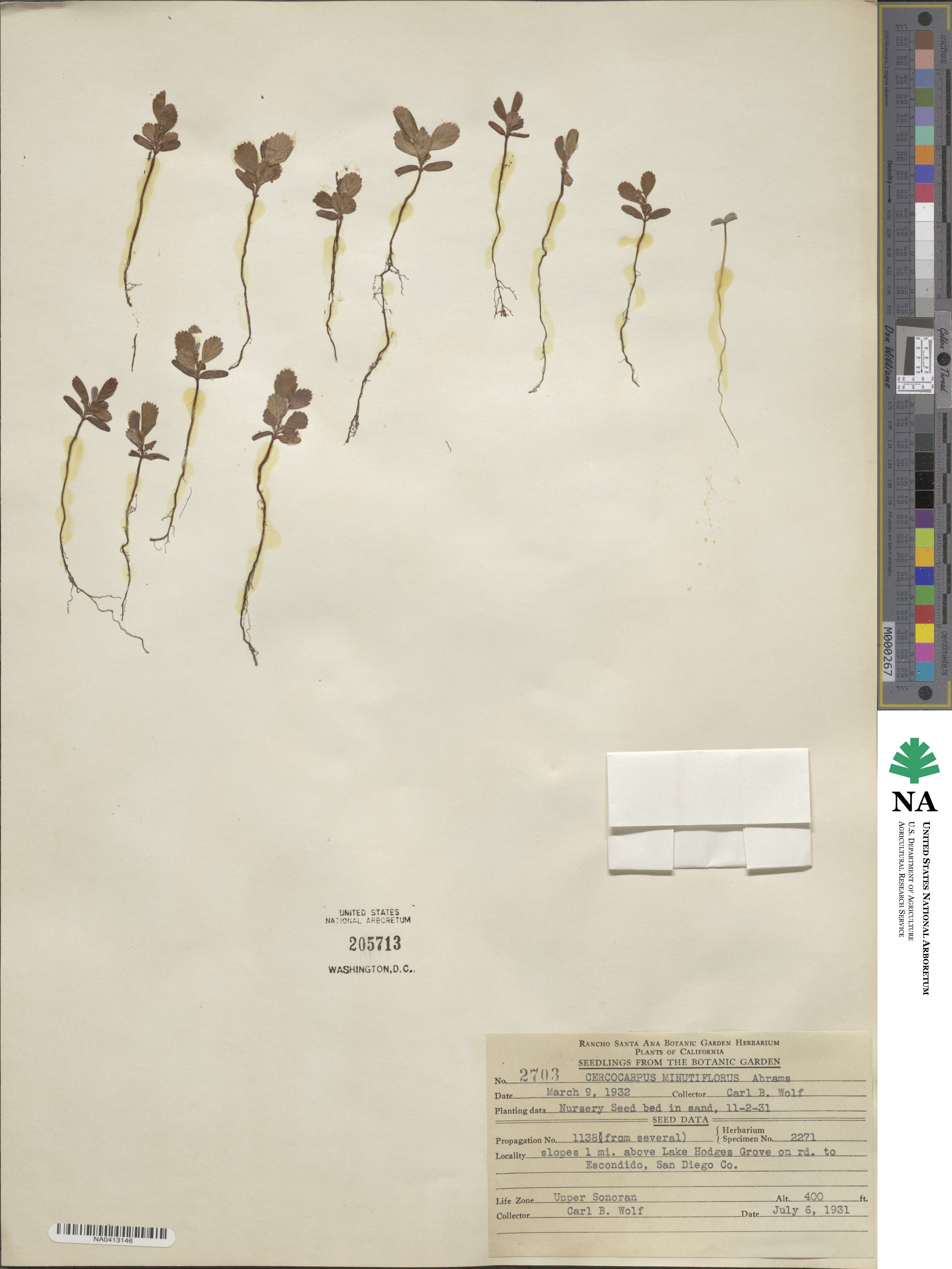 Cercocarpus montanus var. minutiflorus image