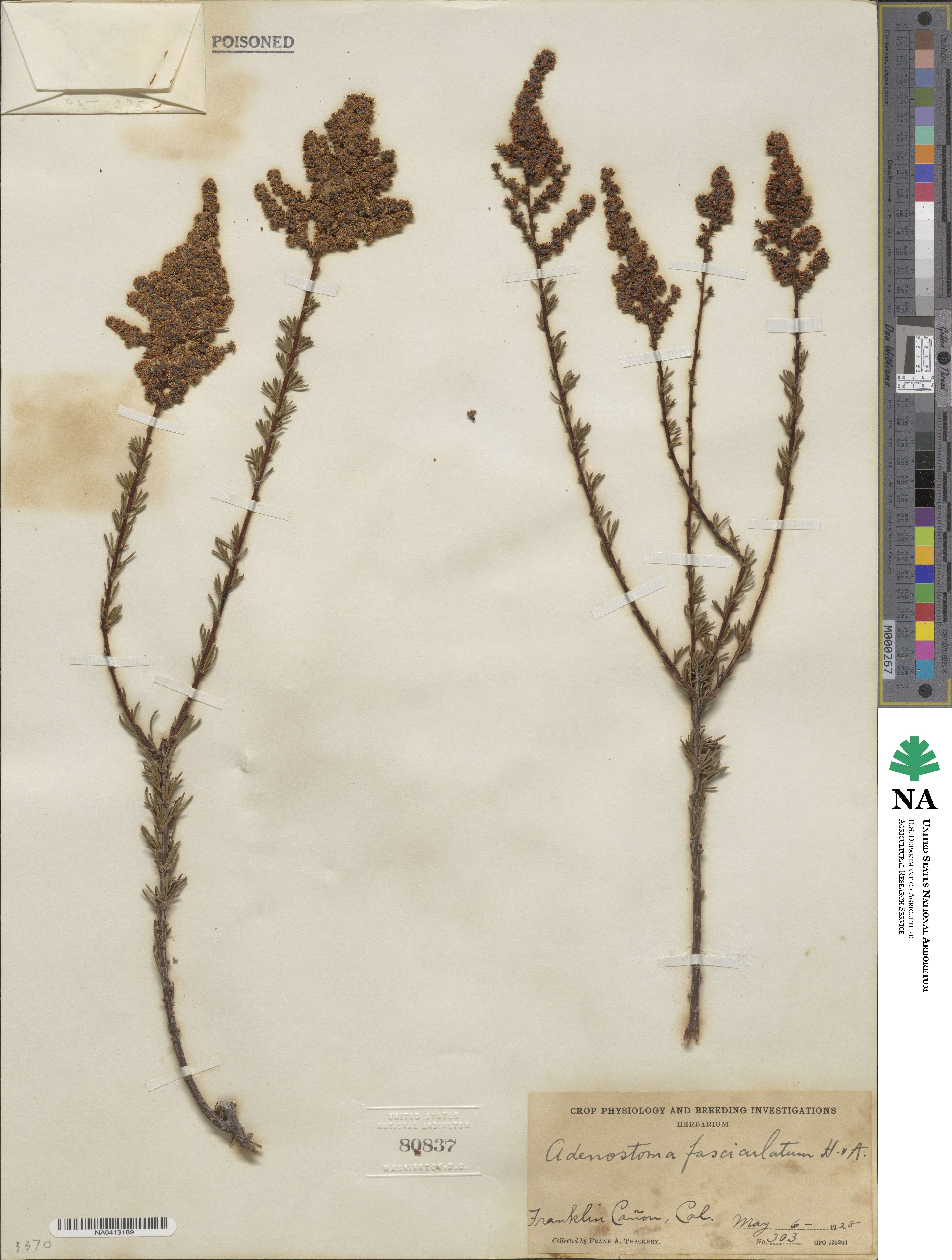 Adenostoma fasciculatum image