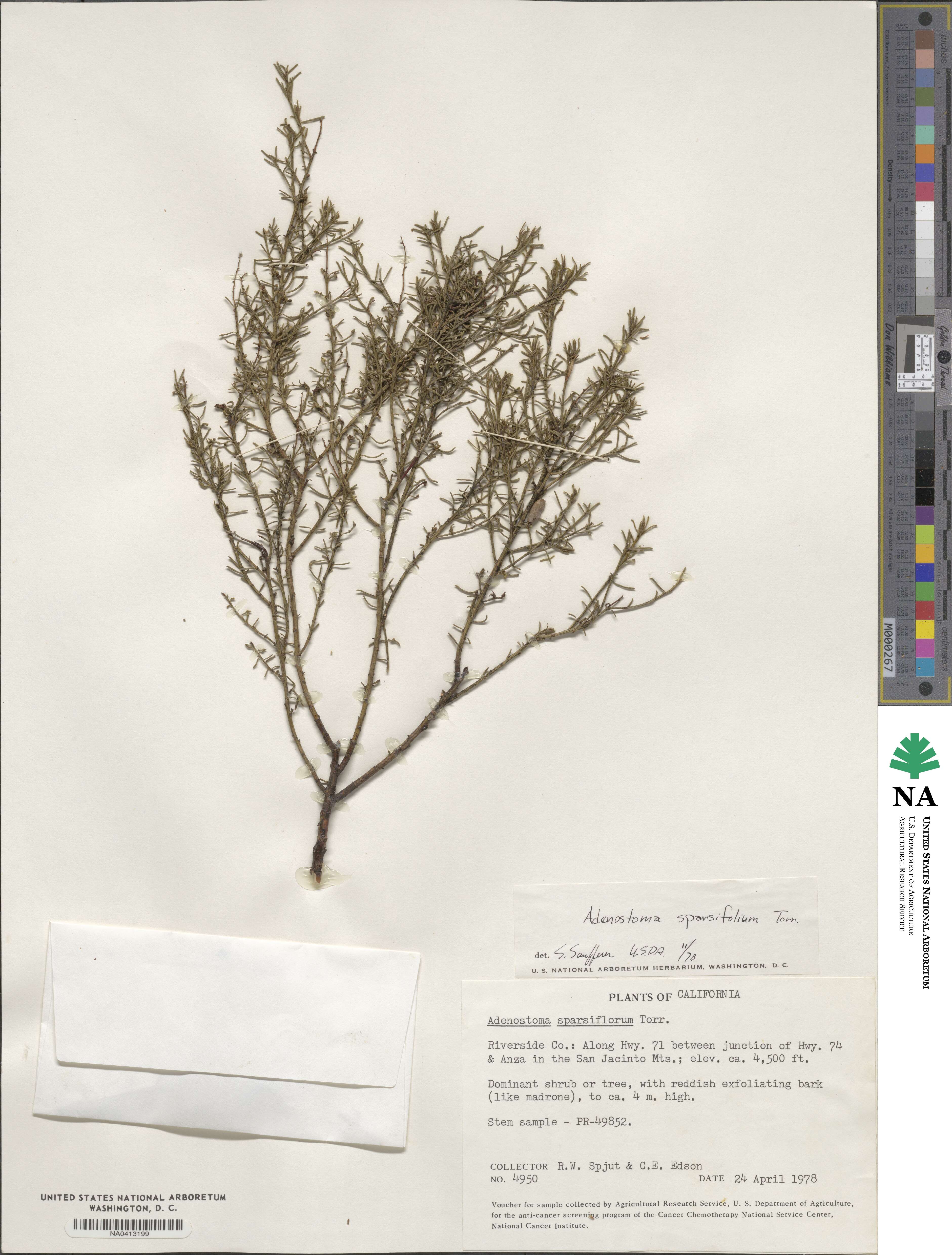 Adenostoma sparsifolium image