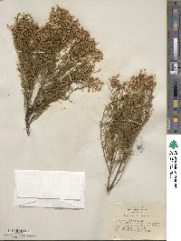 Adenostoma sparsifolium image