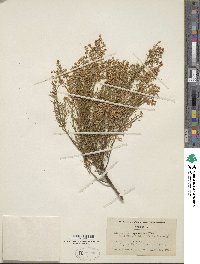 Adenostoma sparsifolium image