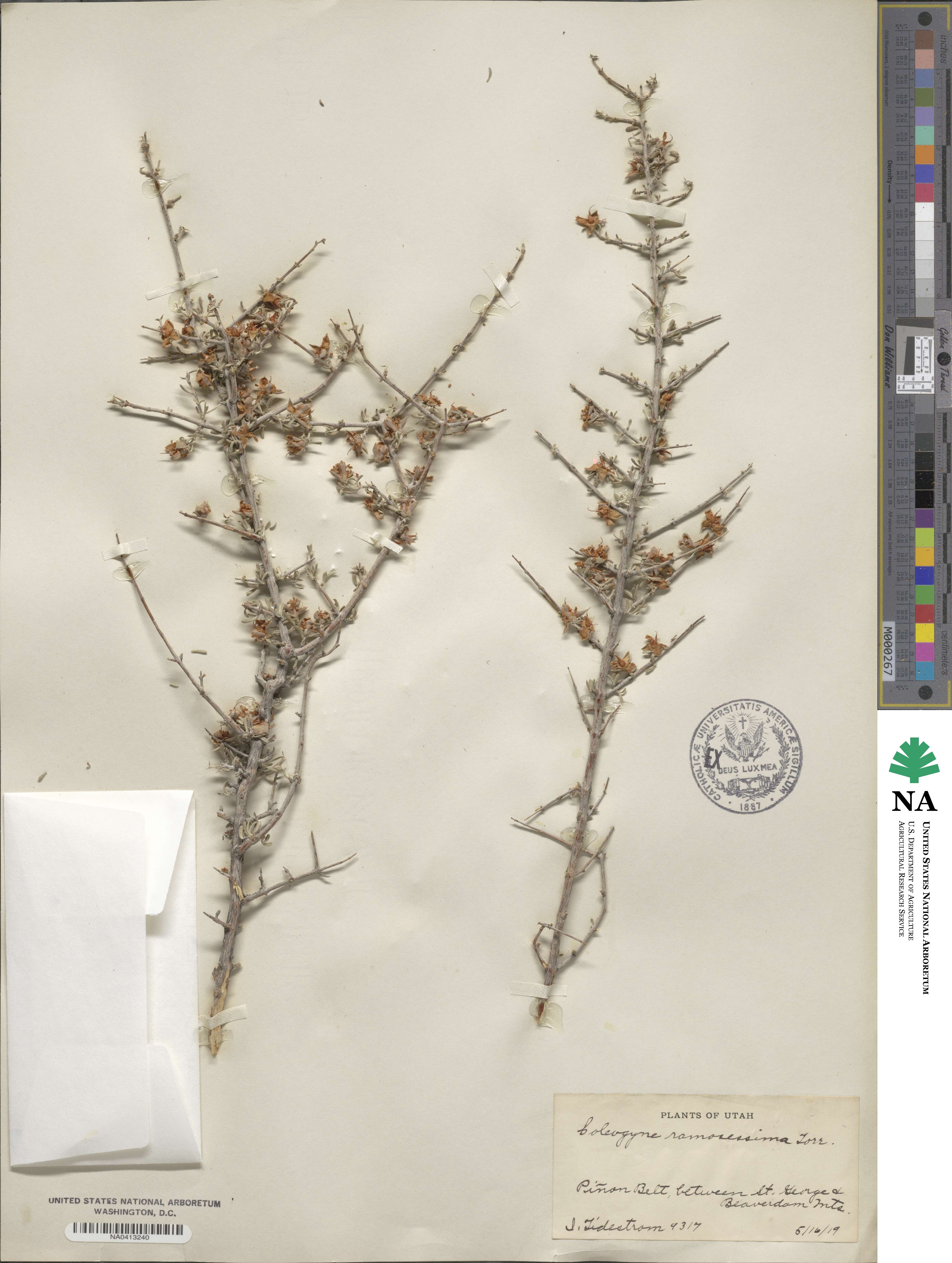 Coleogyne ramosissima image