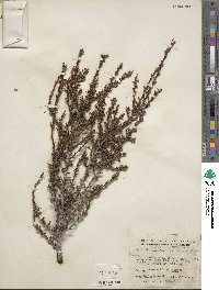 Purshia glandulosa image