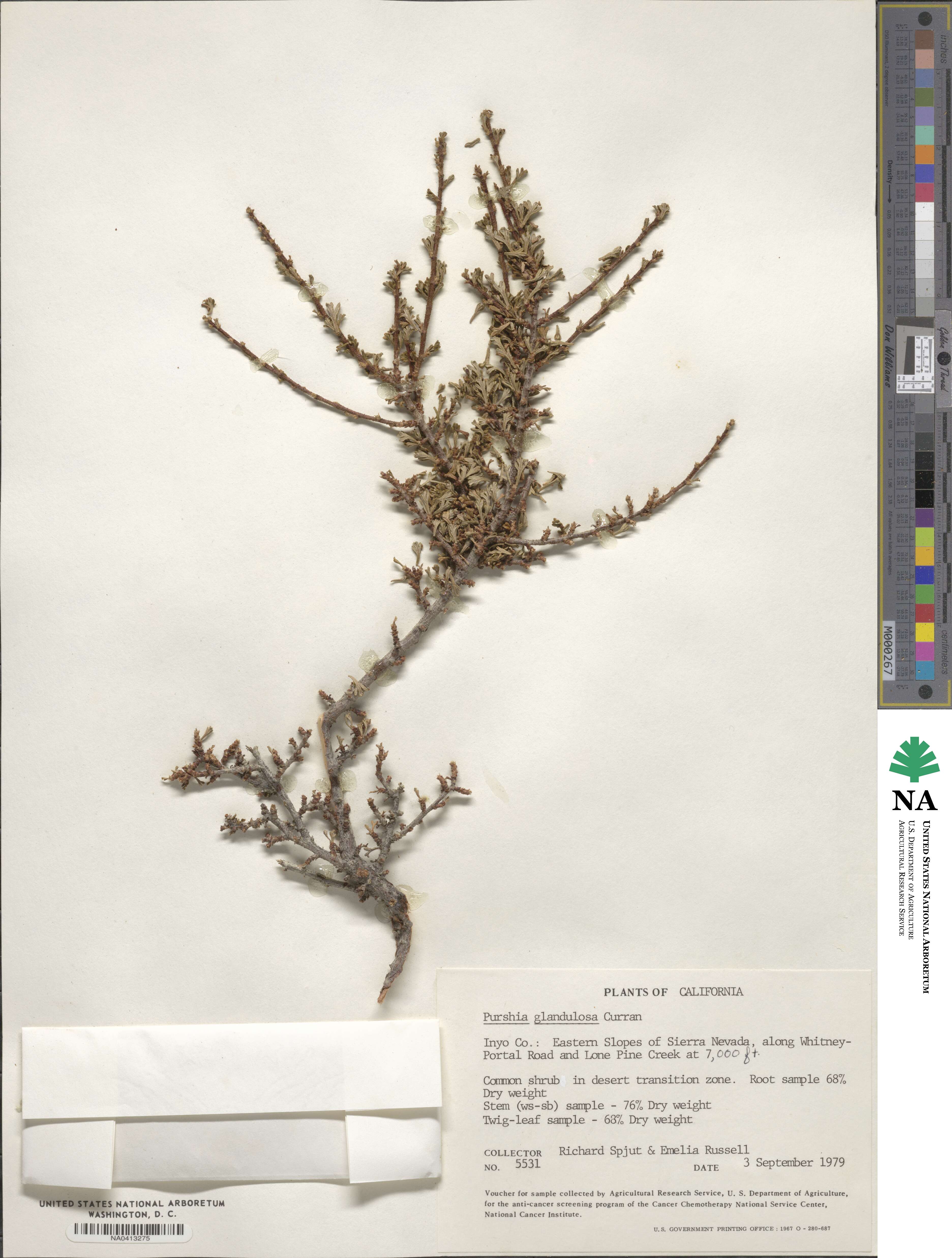 Purshia glandulosa image