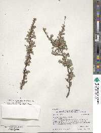 Purshia tridentata image