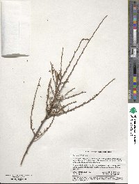 Purshia tridentata image