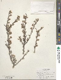 Purshia tridentata image