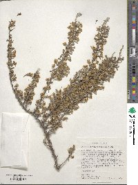 Purshia tridentata image