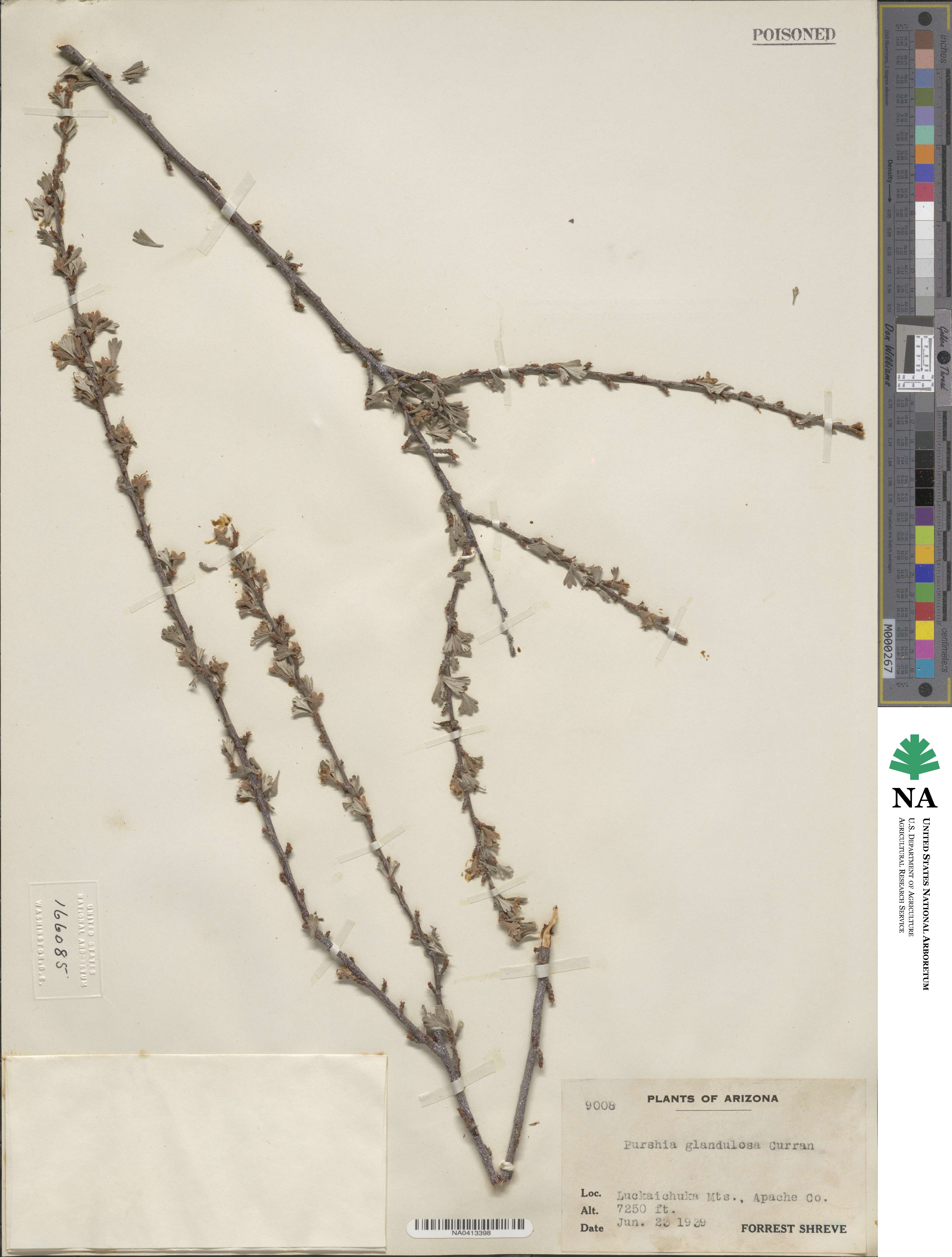 Purshia tridentata image