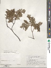 Chamaebatia foliolosa image