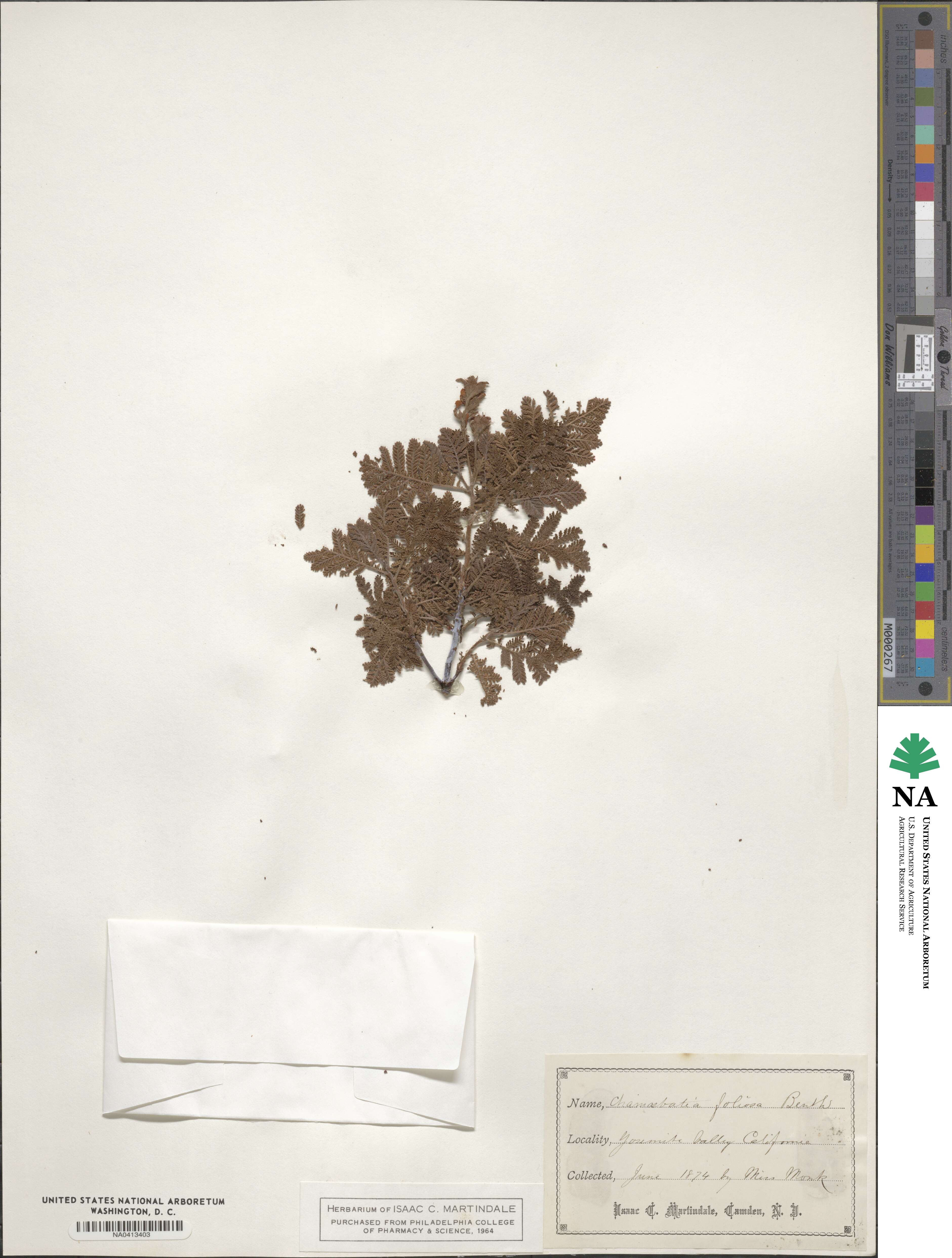 Chamaebatia foliolosa image