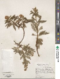 Image of Chamaebatiaria millefolium