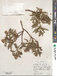 Chamaebatiaria millefolium image