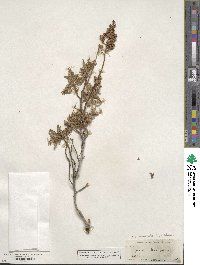 Chamaebatiaria millefolium image