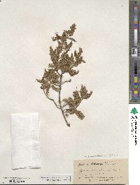 Chamaebatiaria millefolium image