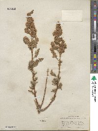 Chamaebatiaria millefolium image